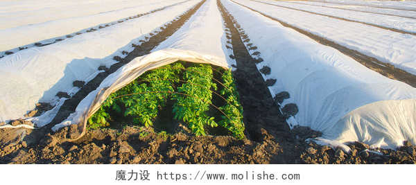 温室大棚下的绿色植物在小温室的农用纤维下种植小土豆。农业和农业。种植园。浇水以防止霜冻和保持蔬菜的湿度.有选择的重点